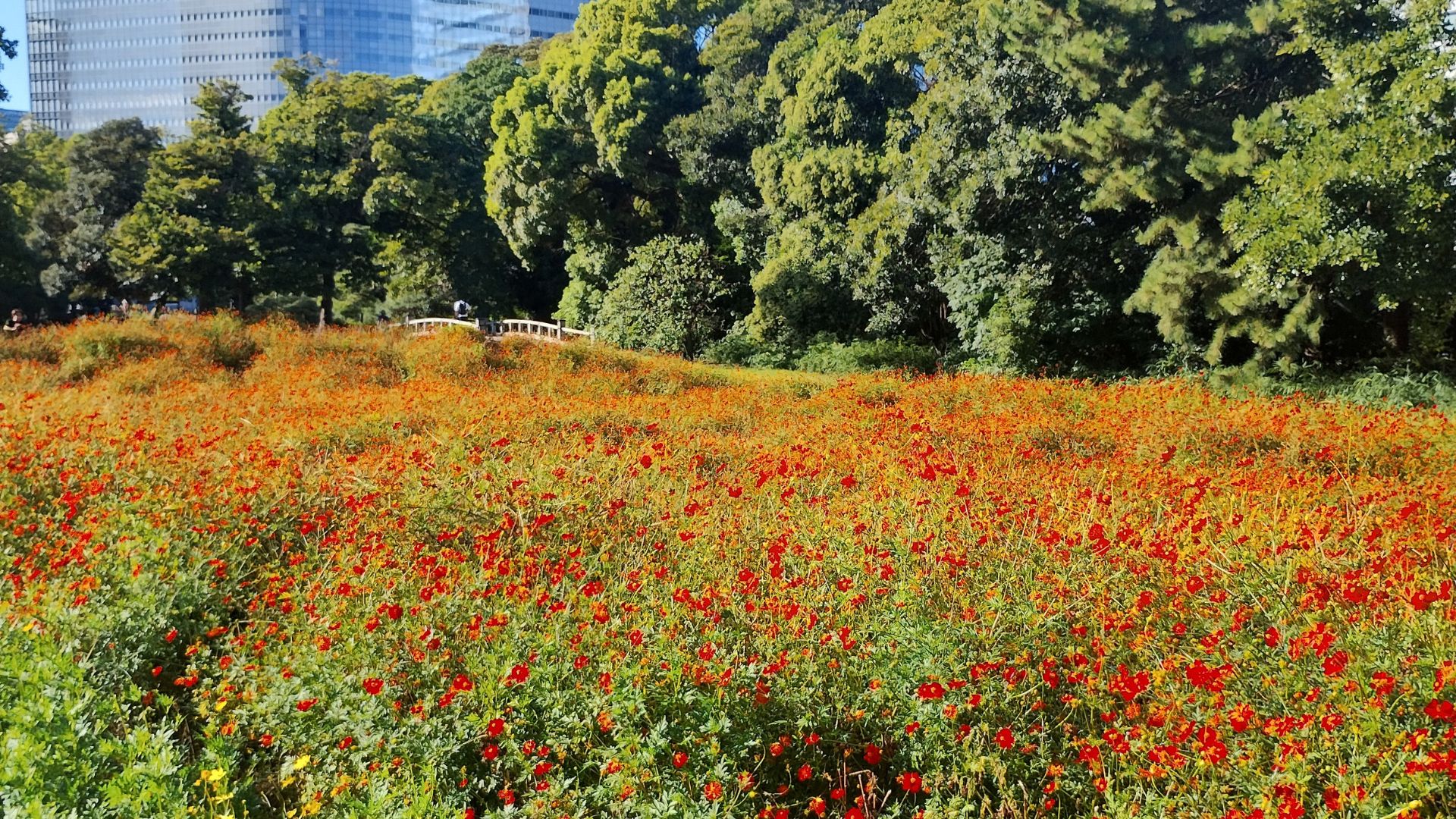 2024年9月14日撮影：浜離宮庭園のキバナコスモス