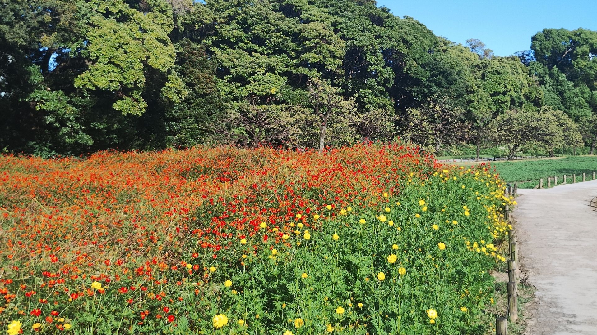 浜離宮恩賜庭園キバナコスモス畑