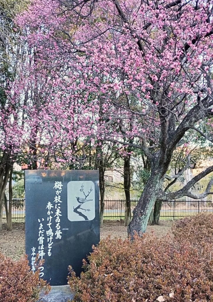 大宮第二公園：梅の木