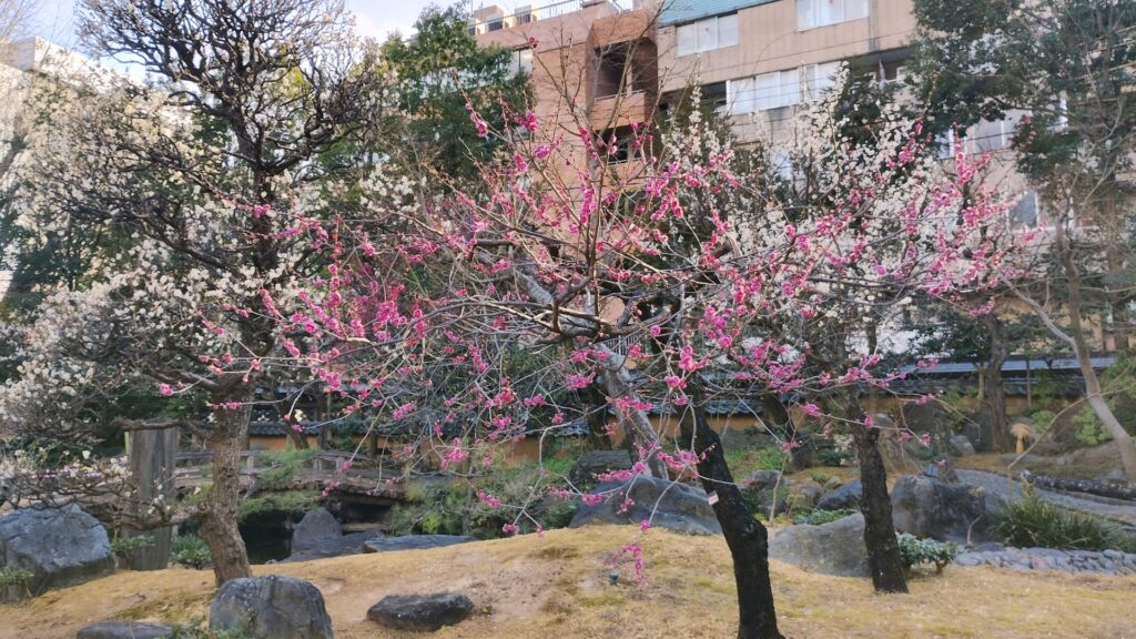 湯島天神梅まつり：梅園の開花状況2（2月16日撮影）