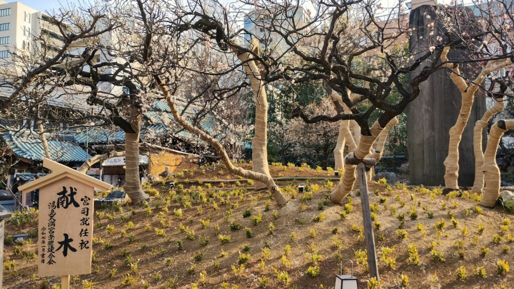 湯島天神梅まつり：梅園の開花状況１