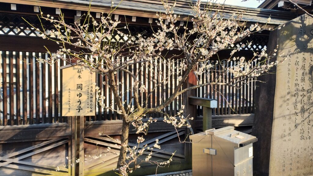 湯島天神梅まつり：夫婦坂付近の梅の花