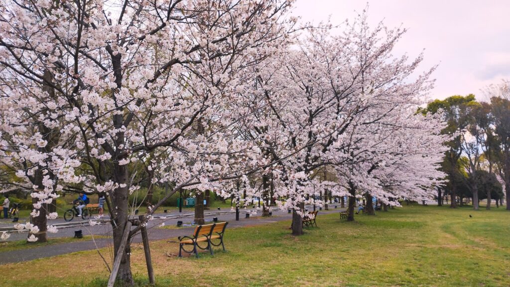 舎人公園の開花状況(2025年4月7日撮影)