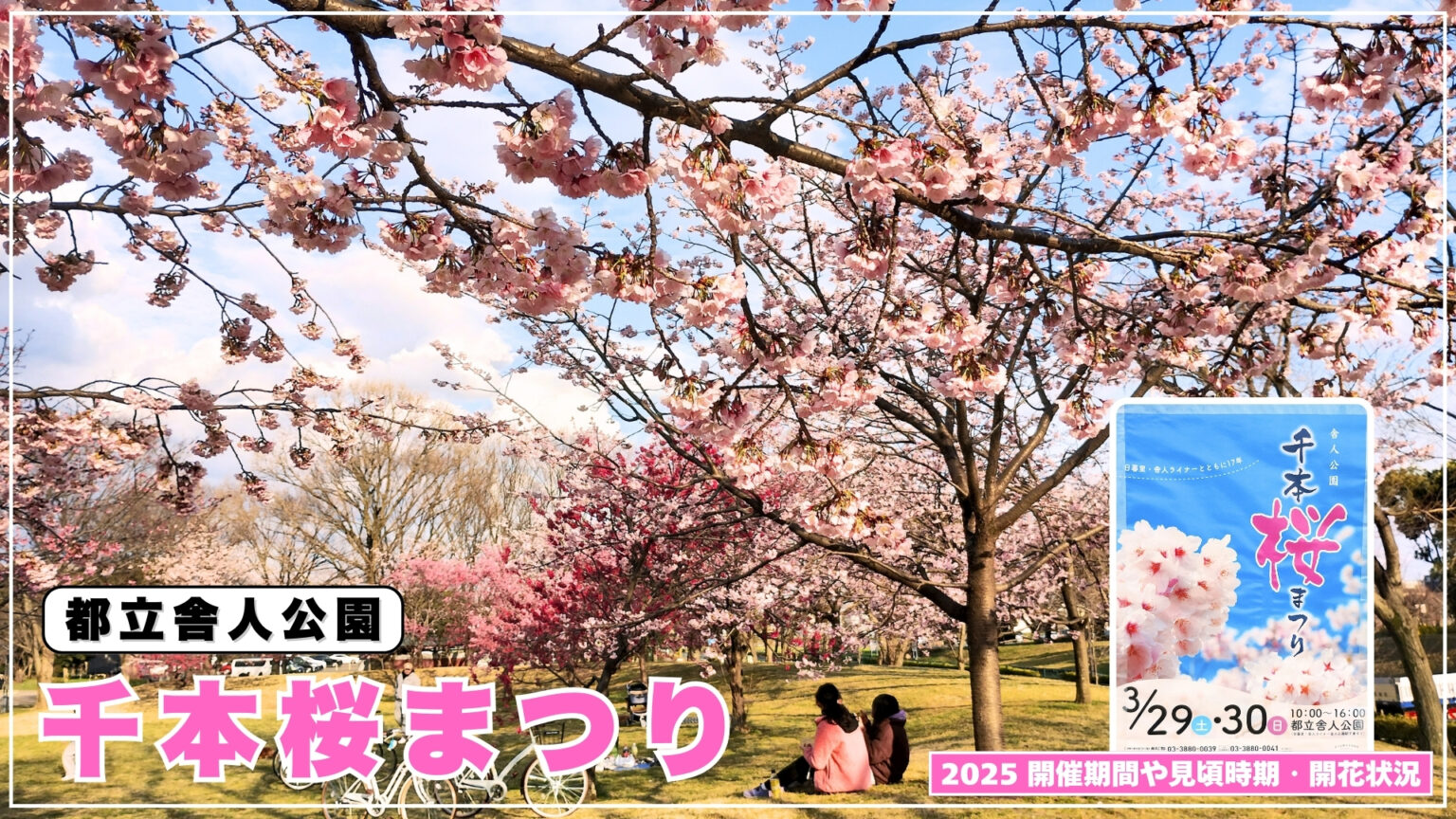 中目黒桜祭り2025開催日はいつ?会場までのアクセスや桜の見頃・屋台・ライトアップ情報を写真解説 - れきちり散歩