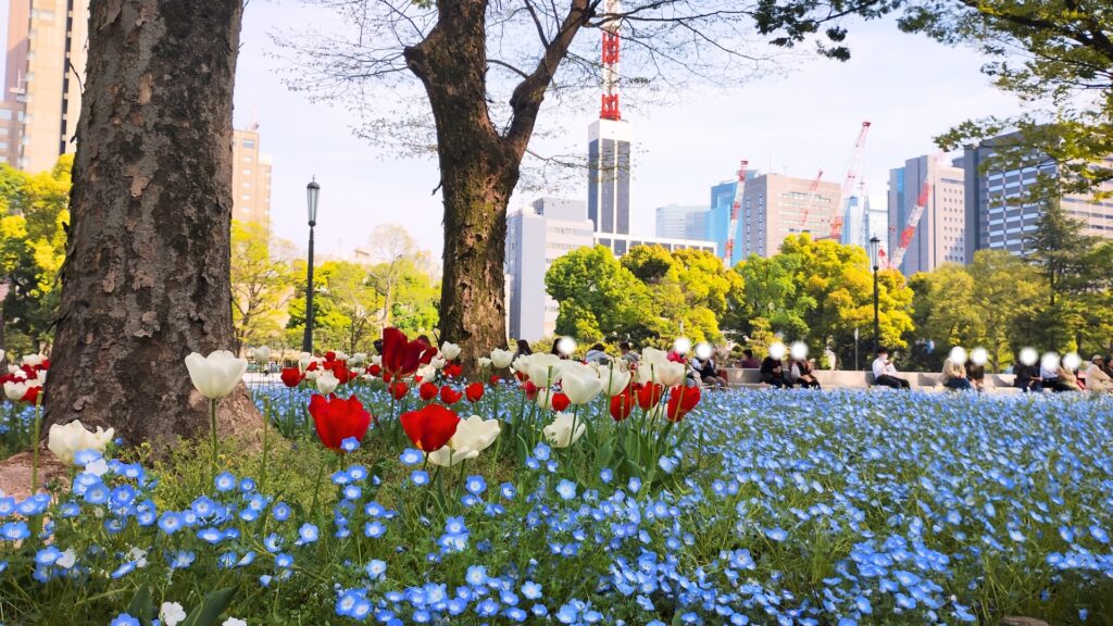 日比谷公園:ネモフィラとチューリップ(2025年4月18日撮影)