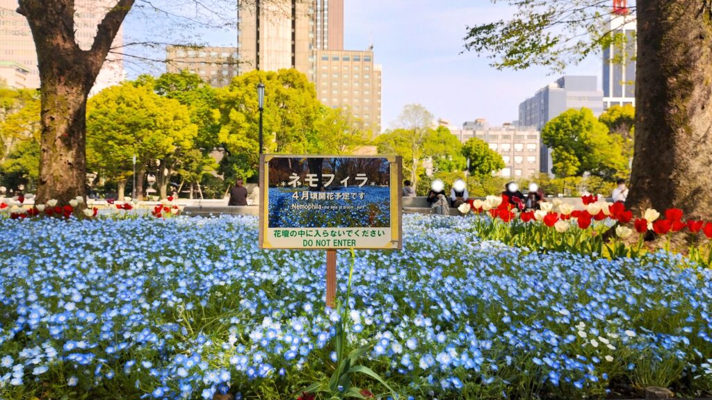 日比谷公園:ネモフィラ花壇