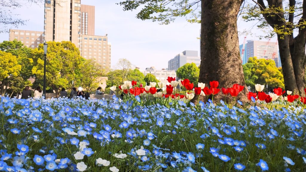 日比谷公園ネモフィラの見頃と開花状況(2025年4月18日撮影)