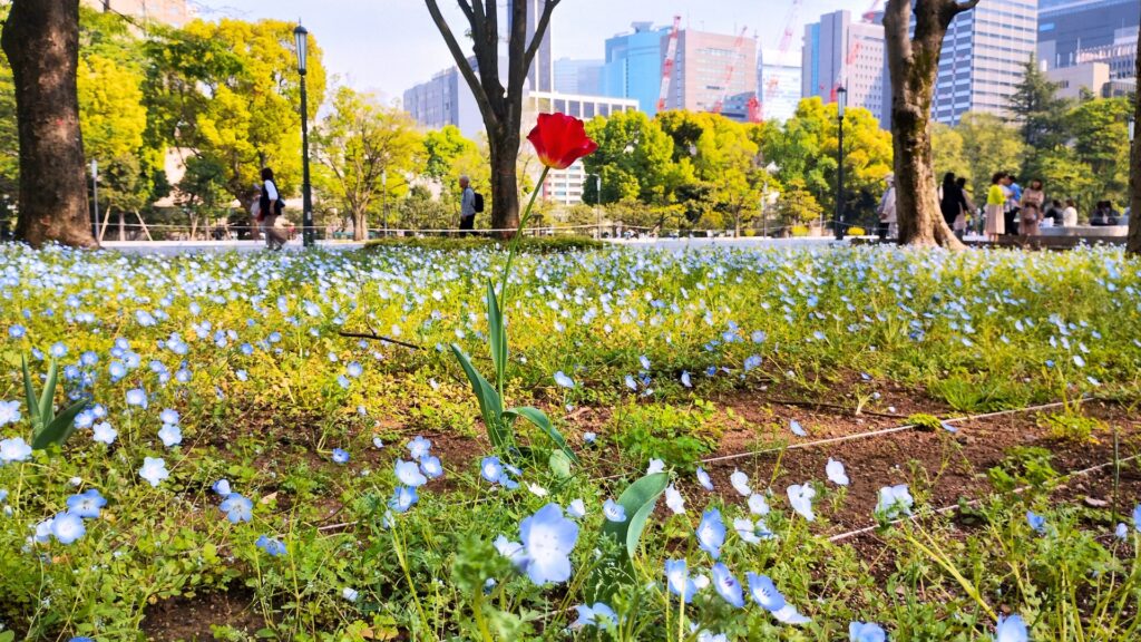 日比谷公園:ネモフィラ花壇と一輪のチューリップ