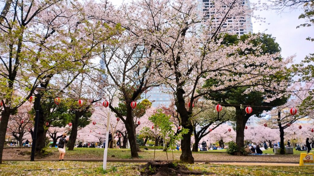 錦糸公園の桜(2025年4月7日撮影)