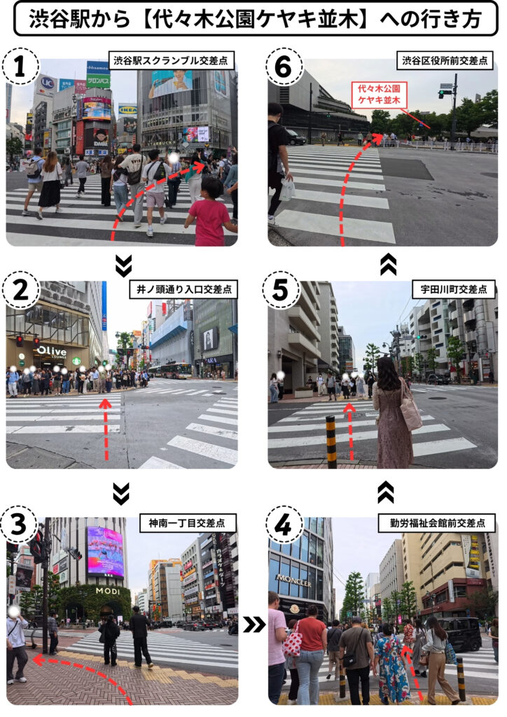渋谷駅スクランブル交差点から代々木公園ケヤキ並木への行き方