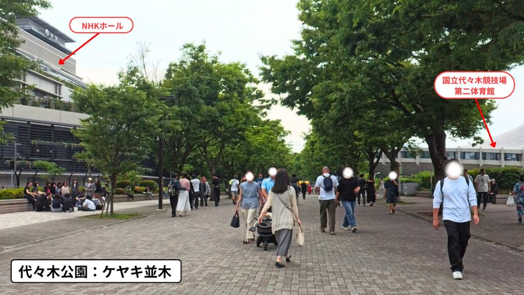 代々木公園:ケヤキ並木(2025年5月撮影)