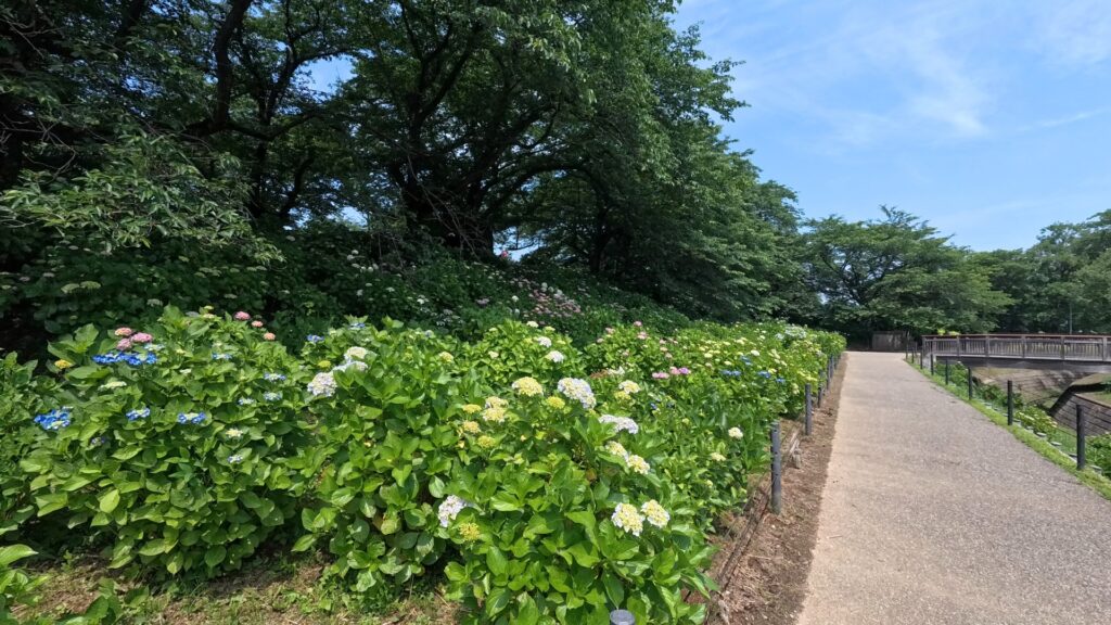 幸手権現堂「あじさい」の開花状況その2(2025年6月6日撮影)