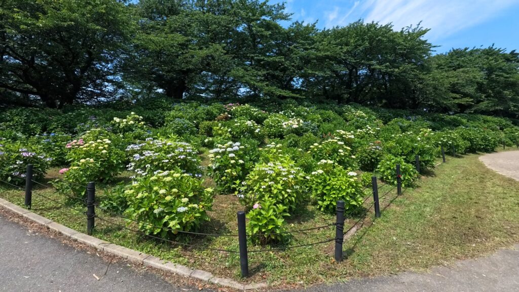 幸手権現堂「あじさい」の開花状況その1(2025年6月6日撮影)