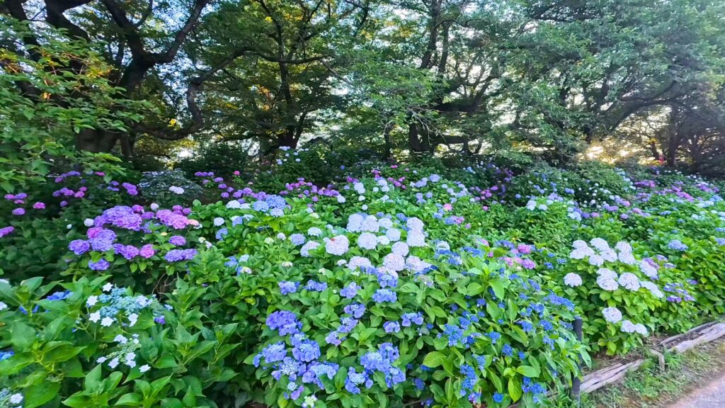 幸手権現堂のあじさい