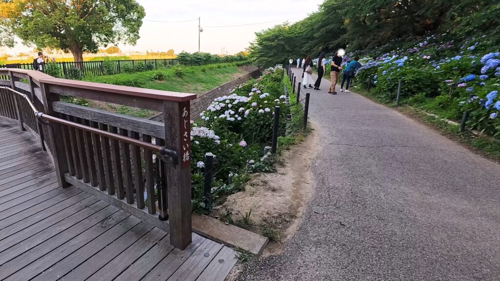 幸手権現堂「あじさい橋」