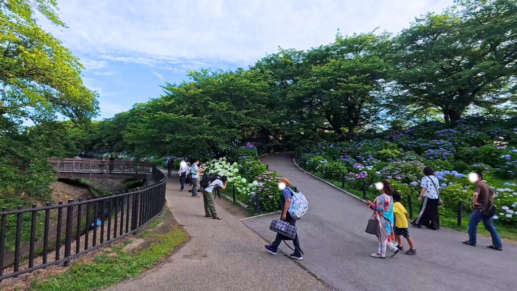 幸手権現堂のあじさい(2024年6月21日撮影)