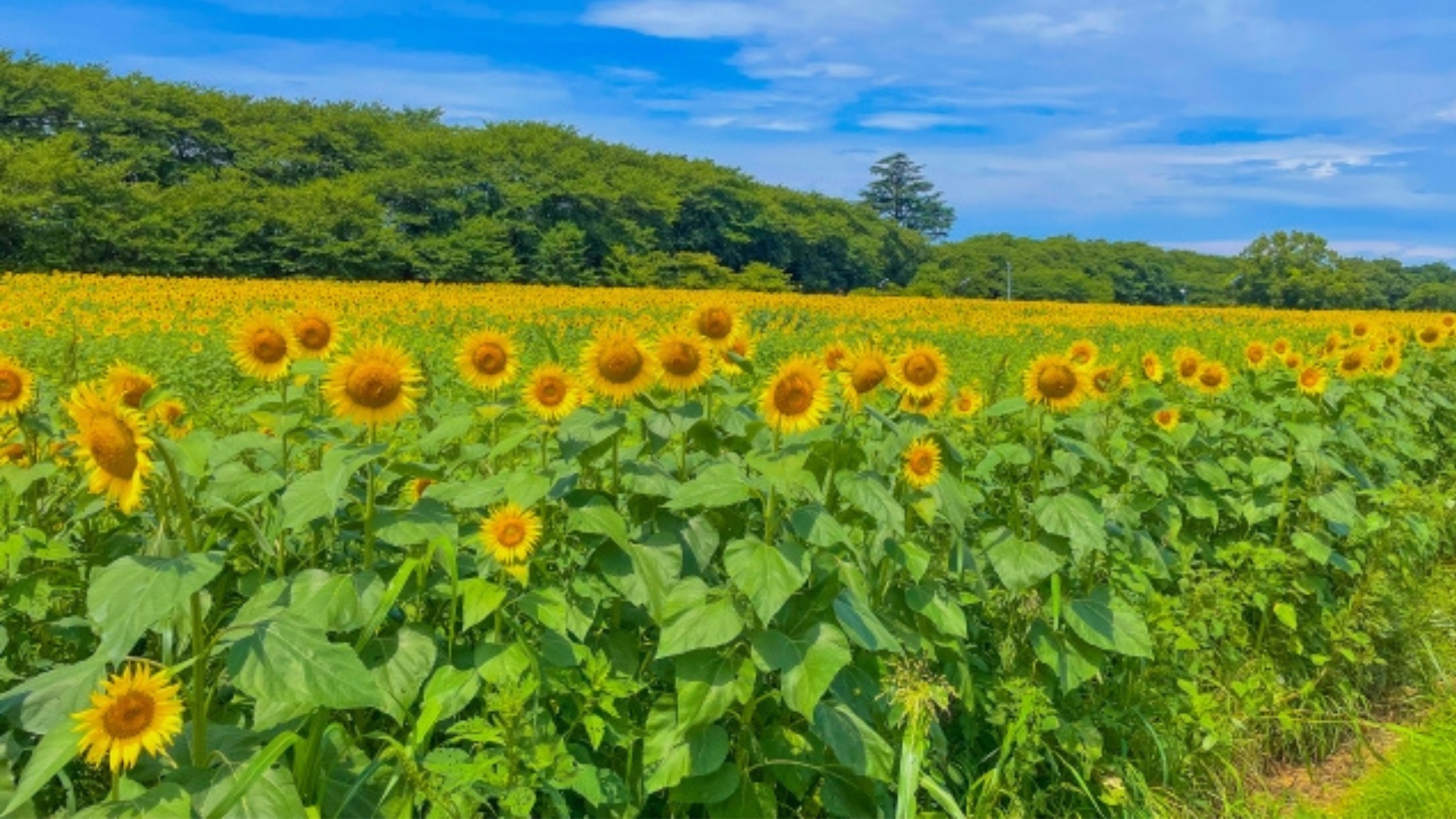 幸手権現堂のひまわり畑