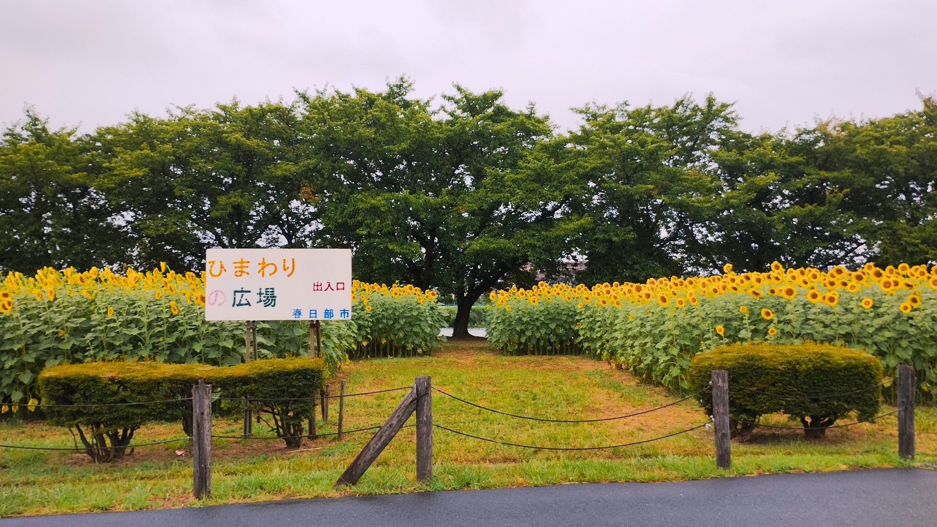 春日部市・牛島古川公園のひまわり畑（2025年8月2日撮影）