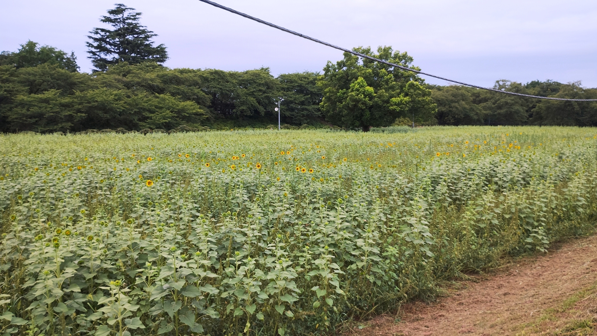 幸手権現堂：ひまわり畑（2025年8月1日撮影）